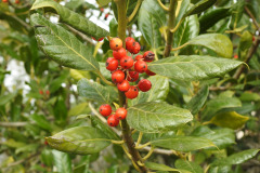 DSCN1269