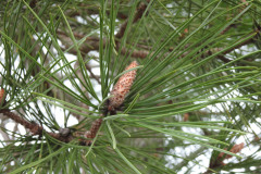 DSCN1283