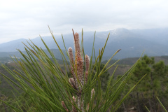 DSCN1295