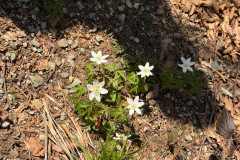 DSU008-anemone-dei-boschi