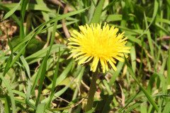DSU066