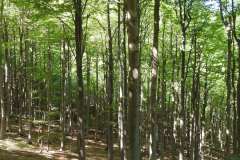 DSCN0036