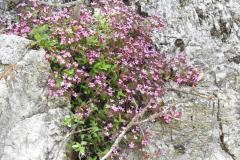 DSCN0082