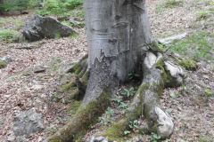 DSCN0093
